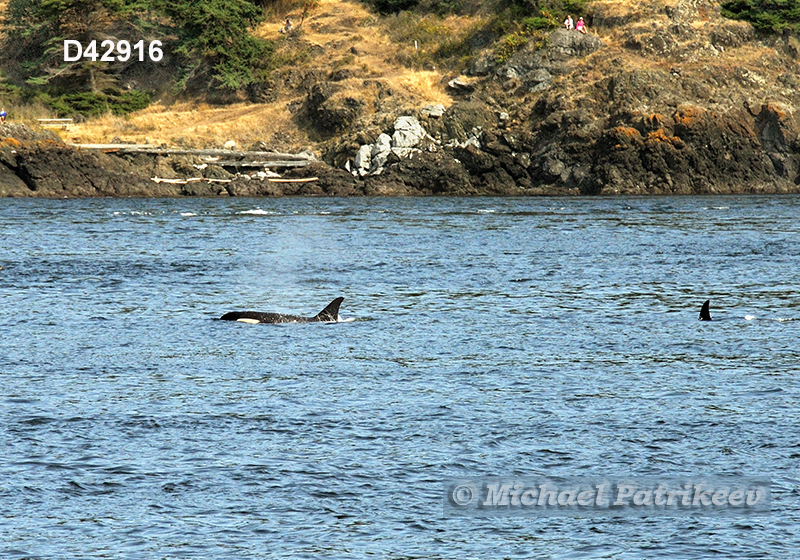 Killer Whale (Orcinus orca)